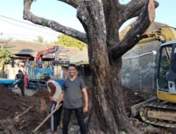Selamatkan Pohon Nagasari Ratusan Tahun ,Evakuasi libatkan Ahli dari Balai Perbenihan dan komunitas Bonsai Jogja